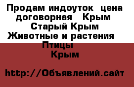 Продам индоуток ,цена договорная - Крым, Старый Крым Животные и растения » Птицы   . Крым